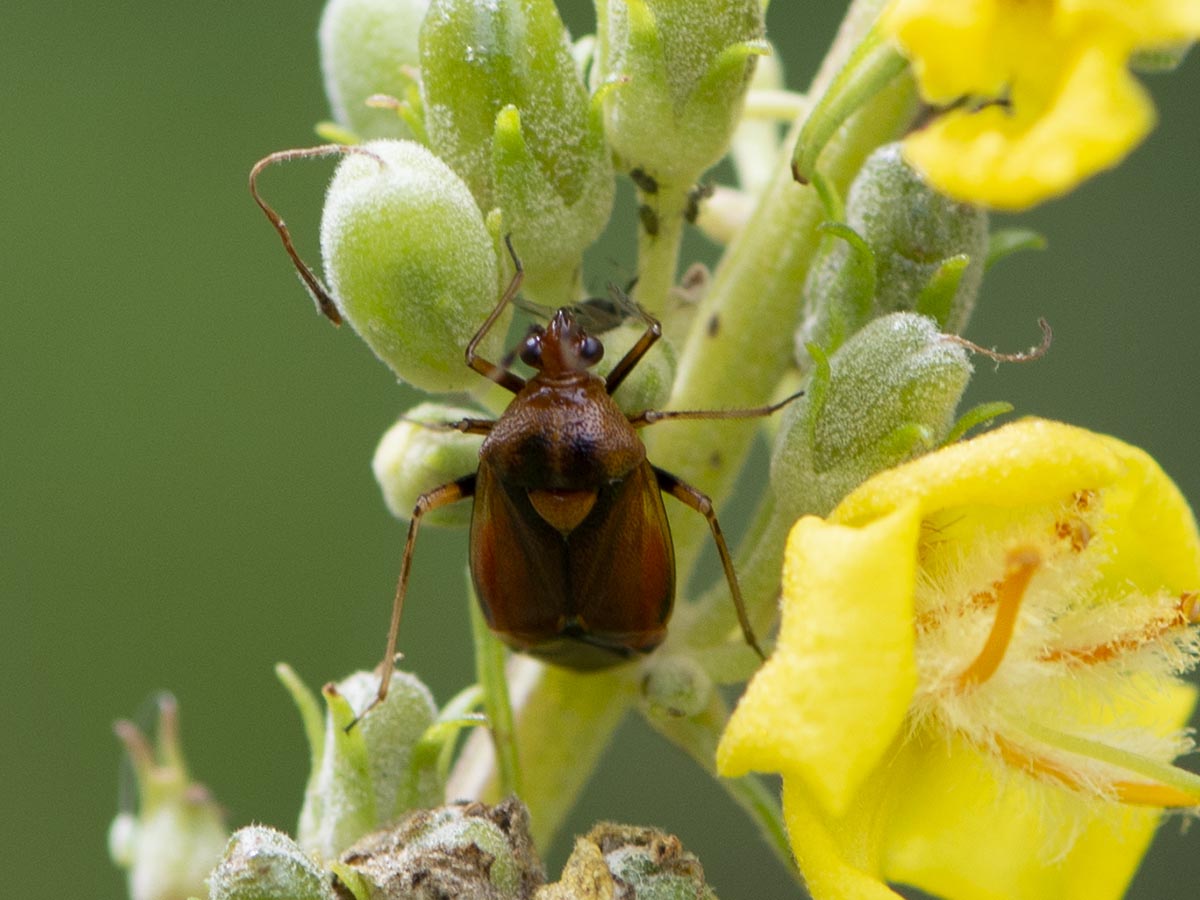 Habitus